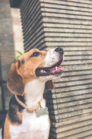 Adult Black, Brown, and White Beagle