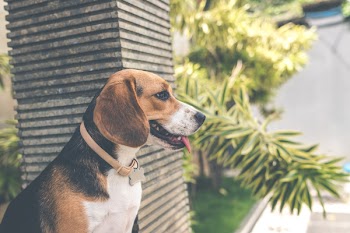 Adult Black, White, and Brown Beagle