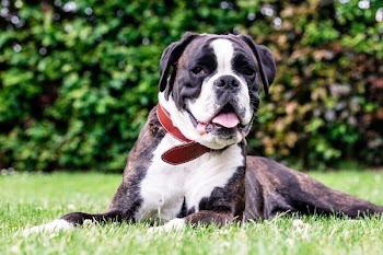 Adult Brindle and White American Pit Bull Terrier Lying on Grass
