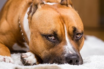 Adult Brown and White Pitbull