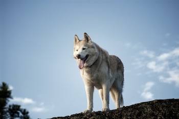 Adult Brown and White Siberian Husky Standing on Rock