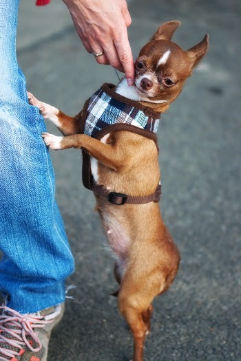 Adult Brown Chihuahua Leaning On Person's Leg
