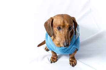 Adult Brown Dachshund Wearing Blue Shirt