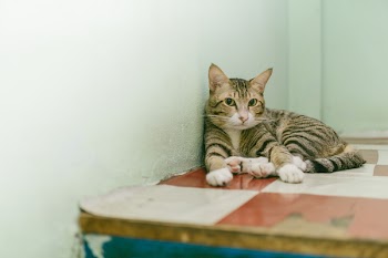 Adult Brown Tabby Cat Reclining on Table