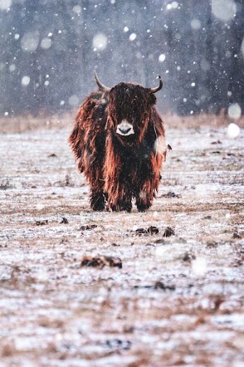 adult brown yak walking on ground