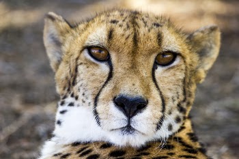 Adult Cheetah