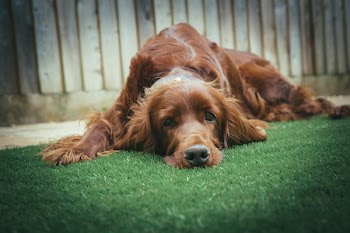 Adult Dark Golden Retriever Lying on Grass