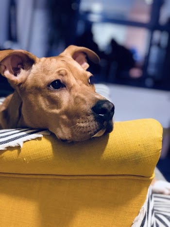 Adult Fawn American Pit Bull Terrier