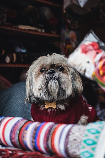 Adult Fawn Shih Tzu