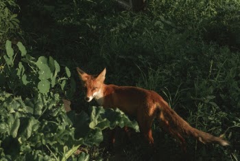 Adult Fox on Grass