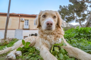 Adult Golden Retriever