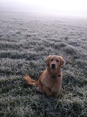 Adult Golden Retriever Sitting on Grass