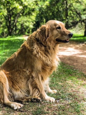 Adult Golden Retriever Sitting on Grass Field
