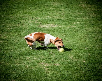 Adult Jack Russell Terrier Playing Ball
