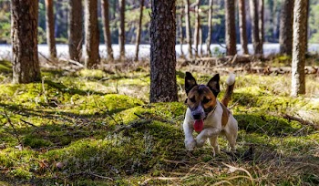 Adult Jack Russell Terrier Running on the Green Grass Field