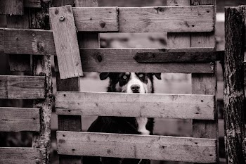 Adult Kelpie Behind Wooden Fence