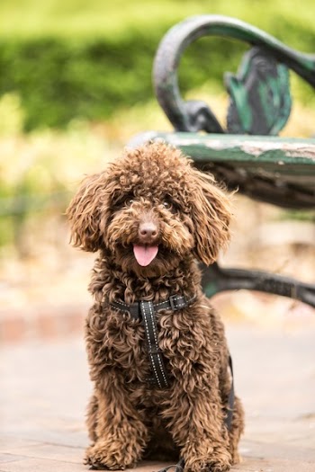 Adult Long-coated Brown Dog Beside Green Armchair