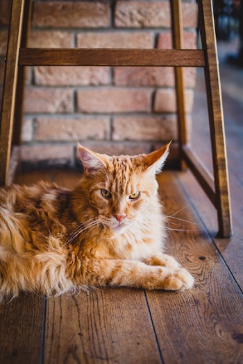 Adult Maine Coon On Floor