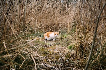 adult orange tabby cat surrounded by dried plants