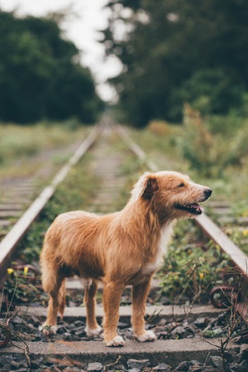 Adult Portuguese Podengo on Railroad
