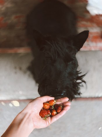Adult Scottish Terrier on Focus Photo