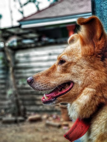 Adult Short-coat Brown Dog