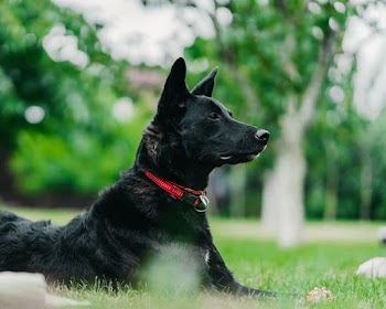 Adult Short-coated Black Dog