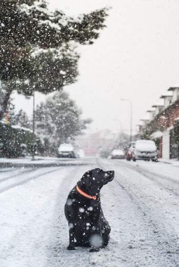 adult short-coated black dog in middle of road with snow during daytime