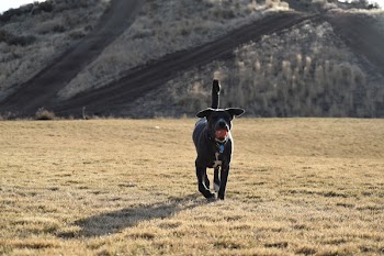 Adult Short-coated Black Dog Walking on Grass at Daytime