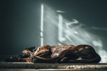 adult short-coated brown dog laying down on brown area mat covered floor