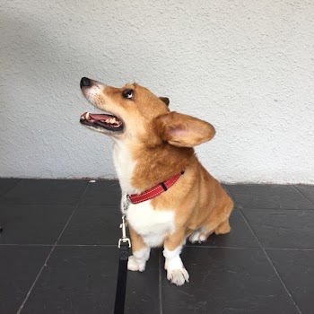 Adult Tan and White Pembroke Welsh Corgi Sits on Floor