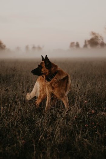 adult tan German shepherd standing on grass field during misty day