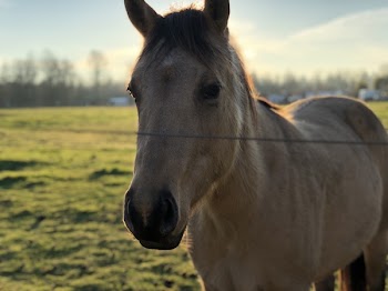 Adult Tan Horse