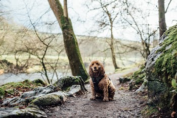 Adult Tan Poodle Near Trees
