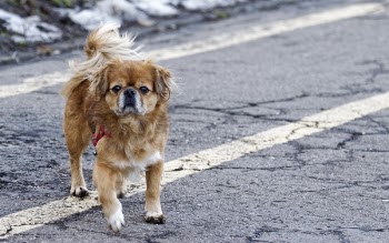 Adult Tan Tibetan Spaniel Standing on Road