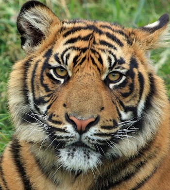 Adult Tiger