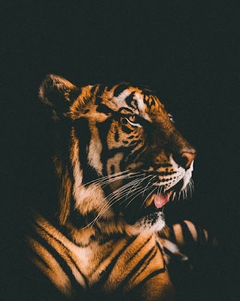 adult tiger prone lying inside dim lighted room