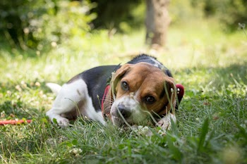 Adult Tri-color Beagle Lying on Grass