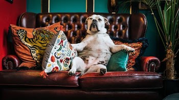 adult white American bulldog sitting on couch