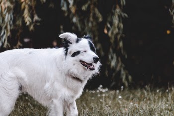 Adult White and Black Australian Shepherd