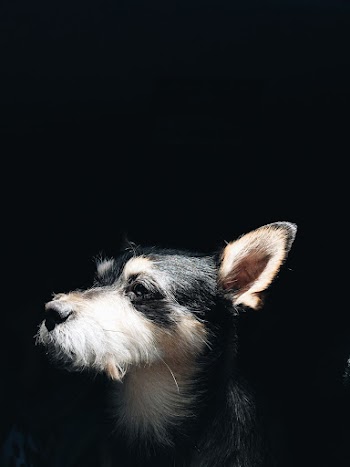 Adult White and Black Chihuahua