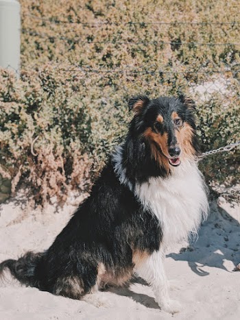 Adult White And Black Rough Collie 