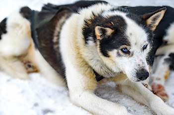 Adult White and Black Siberian Husky