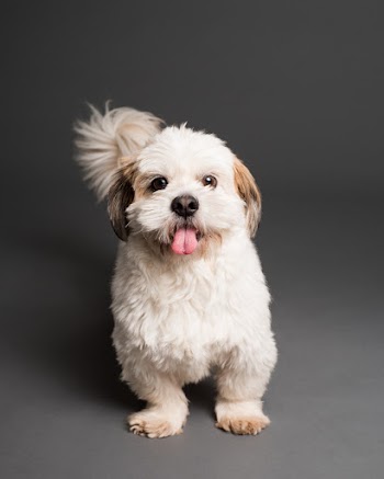 Adult White and Brown Shih Tzu