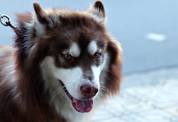 Adult White and Copper Siberian Husky