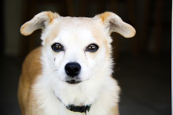 Adult White and Tan Chihuahua