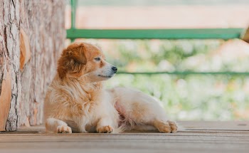 Adult White and Tan Spitz Lying on Wooden Floor