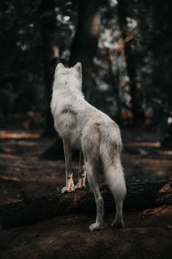 adult white dog in forest