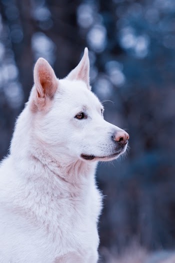 Adult White Shepherd on Selective Focus Photo