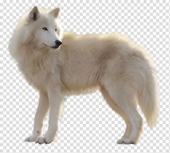 Adult white Siberian husky, Canadian Eskimo Dog Greenland Dog Alaskan tundra wolf Samoyed dog, Painted white wolf transparent background PNG clipart